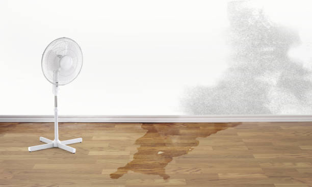Best Water damage mitigation services  in Hilton Head Island, SC