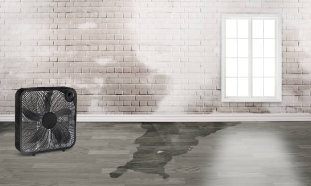Best Basement water damage restoration  in Hilton Head Island, SC