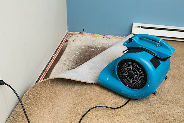 Best Professional water damage repair  in Hilton Head Island, SC